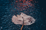 秋天的雨(美丽的秋天，迷人的雨景)