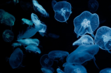 破解迷思，水母有大脑吗？